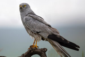 Aguilucho cenizo © B. Lainez & J.L. Hernández