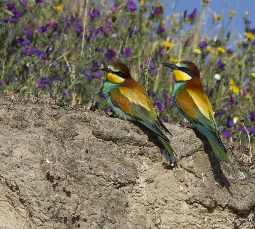 Abejaruco © B. Lainez & J.L. Hernández